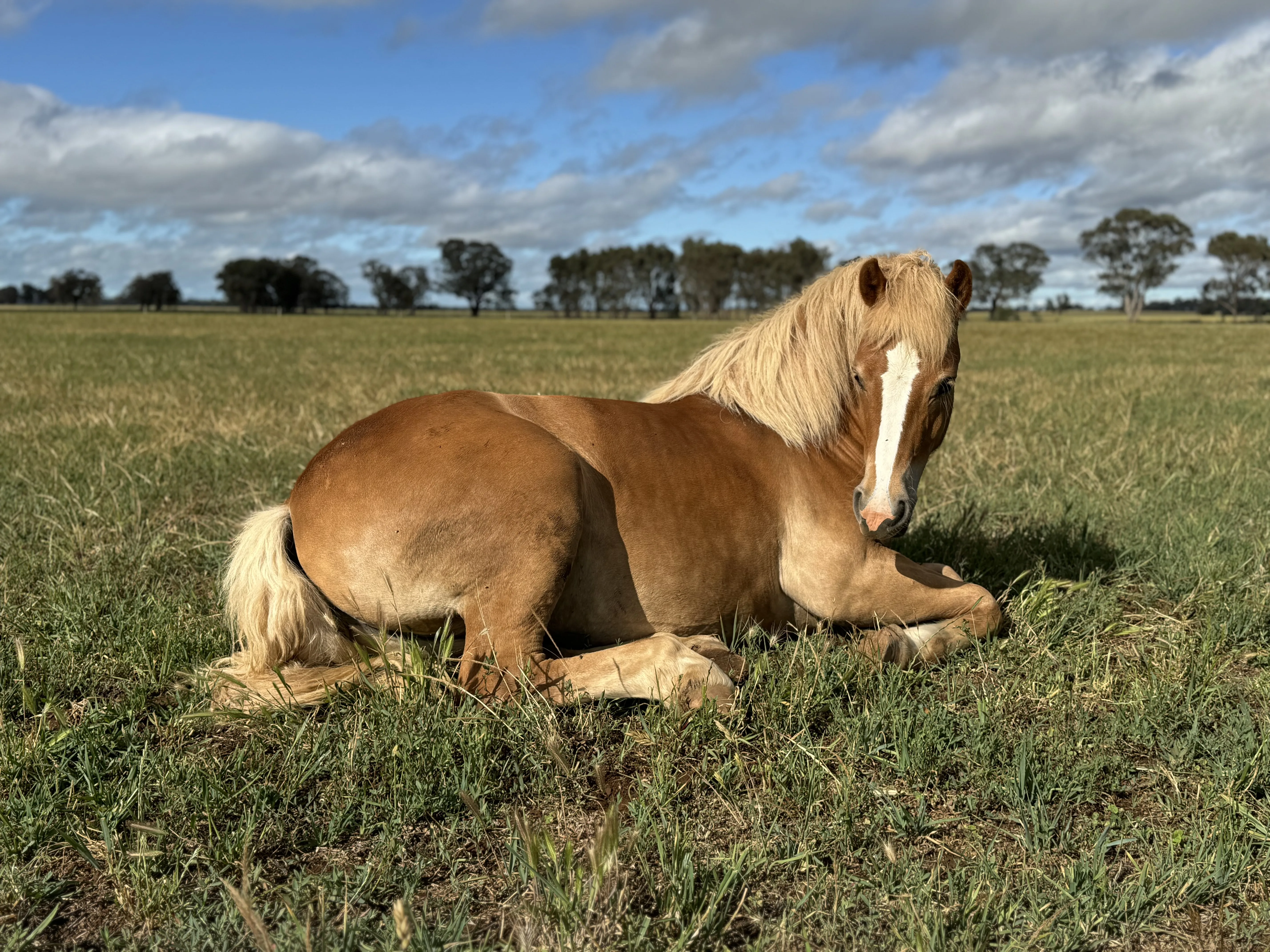 Haflinger horse
