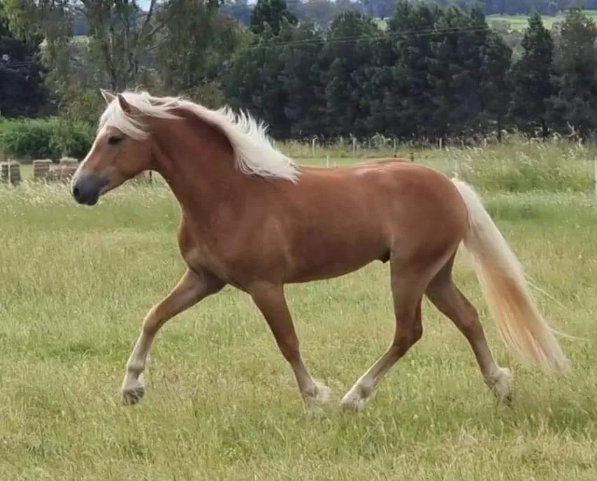 Haflinger portrait