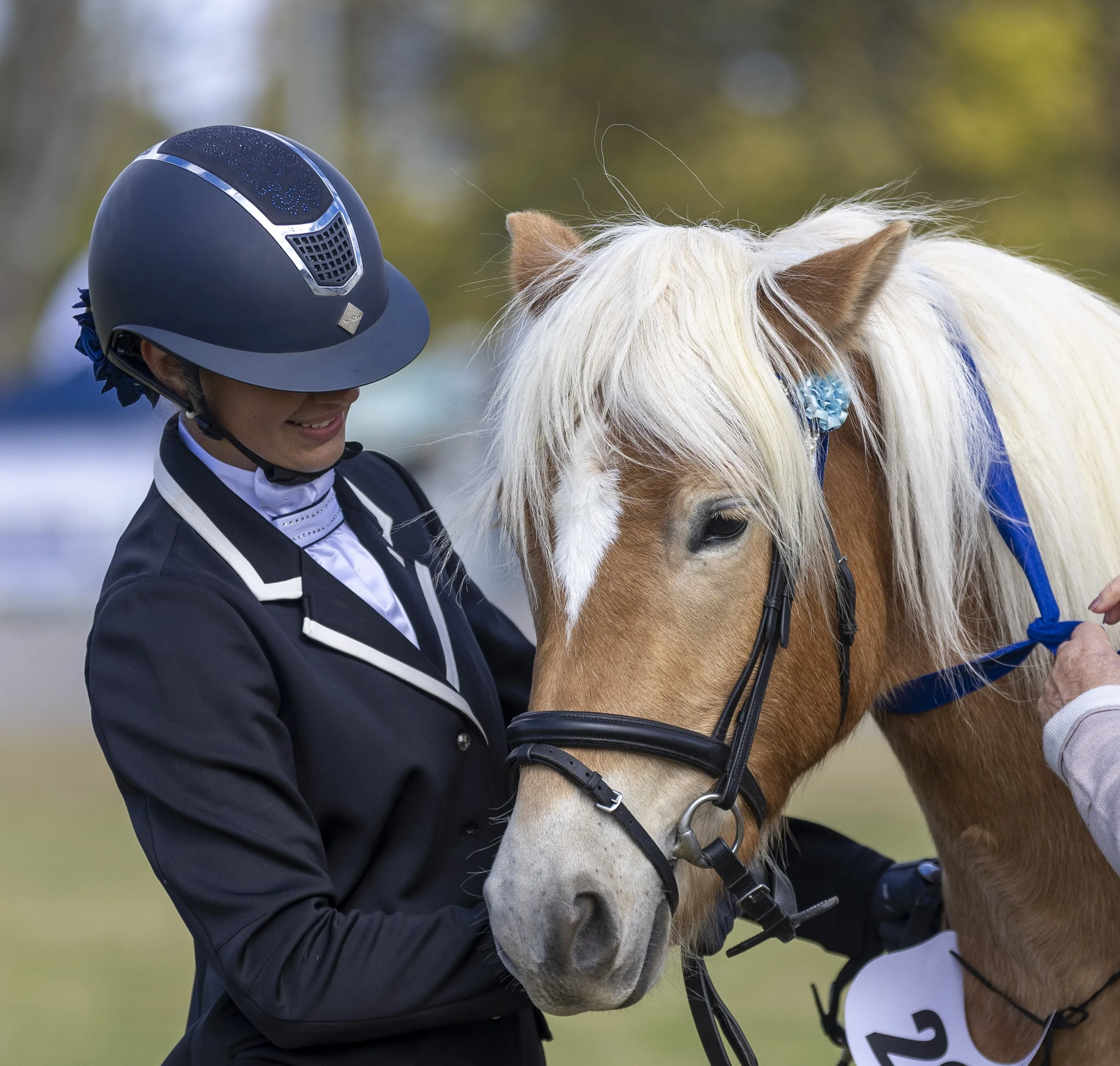 Haflinger and rider