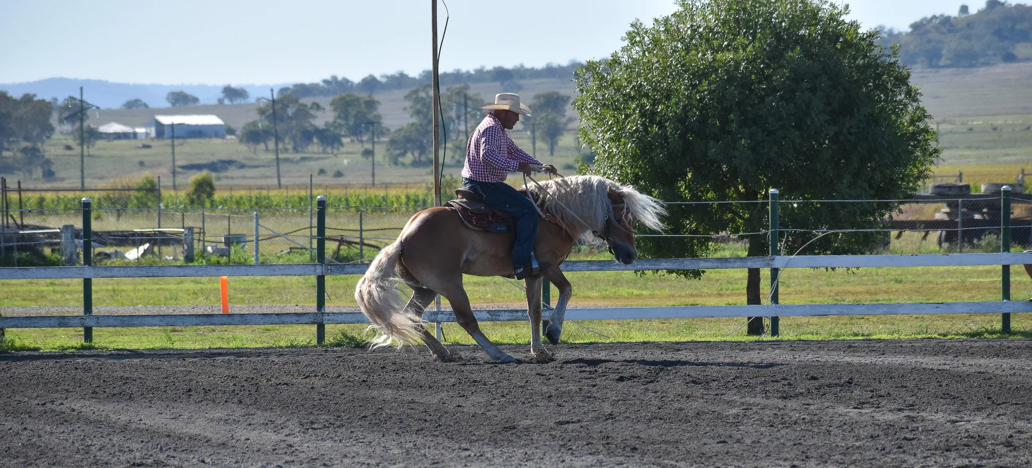 Haflinger in western tack