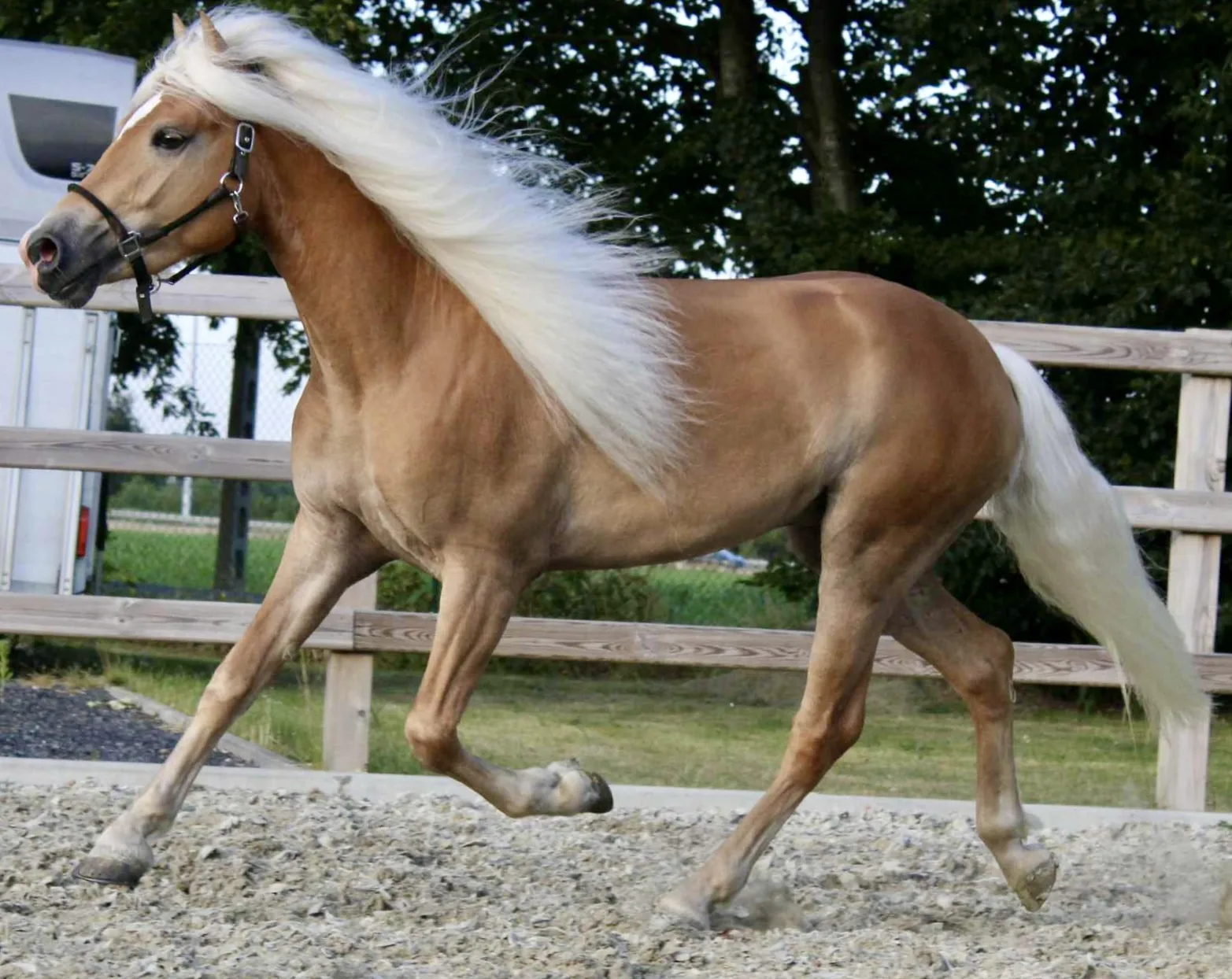 Haflinger horse