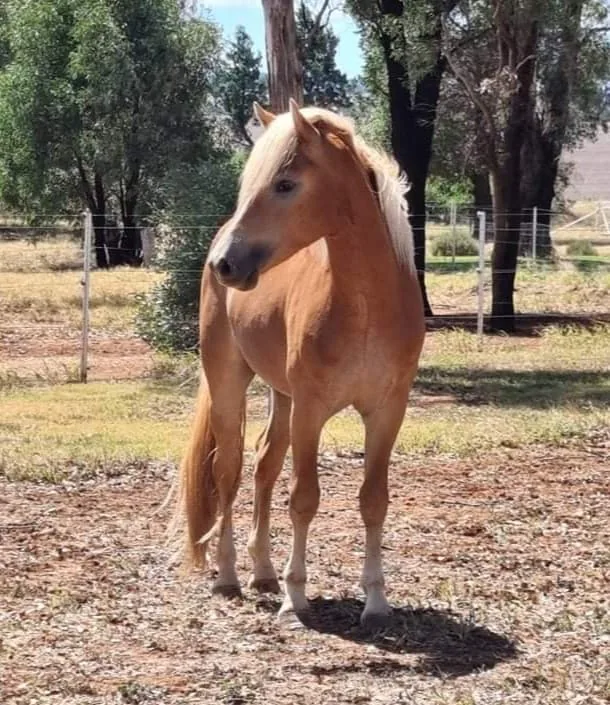 Haflinger horse