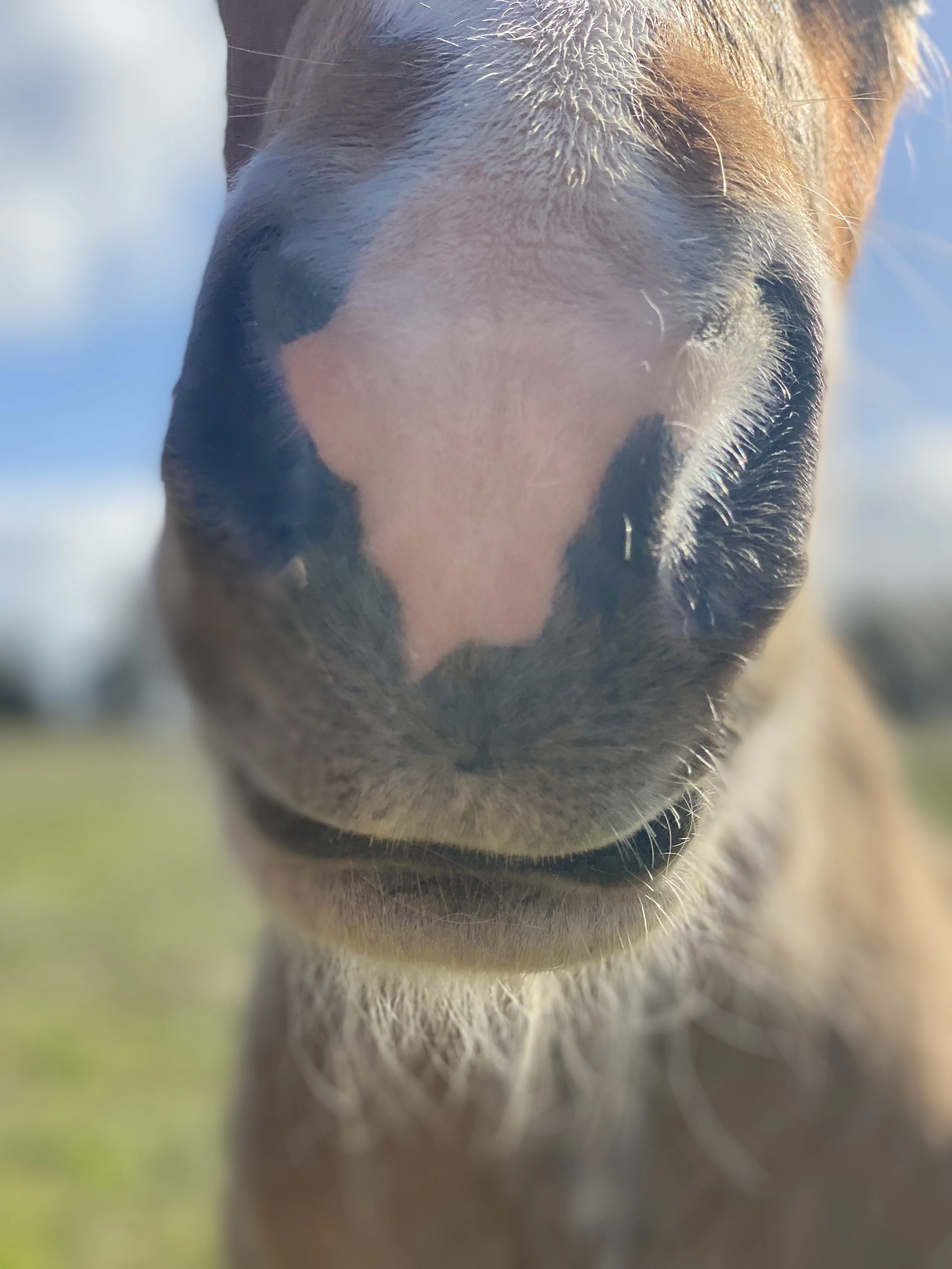 Haflinger foal