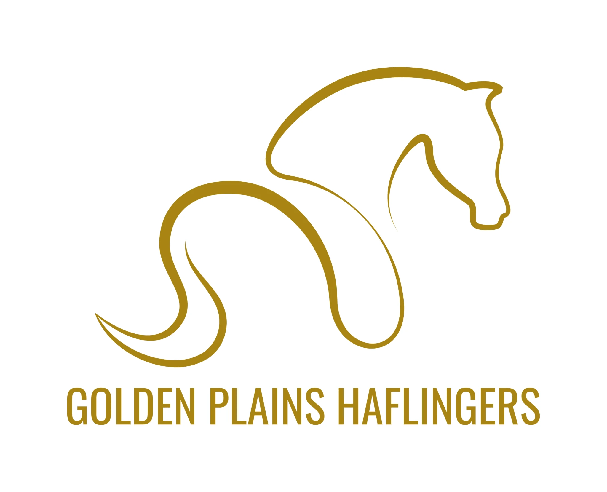 Golden Plains Haflingers