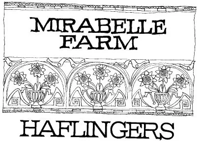 Mirabelle Farm Haflingers